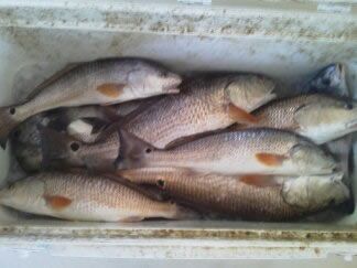 Several fish laid in a white cooler, some with orange markings.