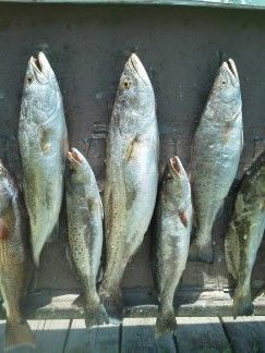 Five silver fish hanging vertically on a wall display, two smaller fish in front.