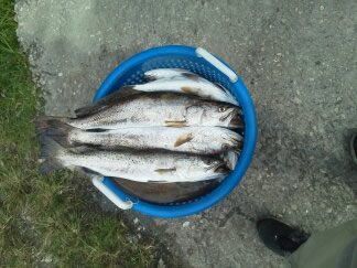 Several fish piled in a blue bucket on pavement outdoors
