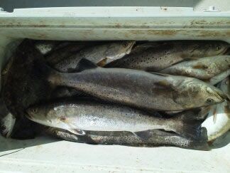 Several silver fish piled in a white cooler or bin