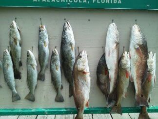 Several fish laid out on a green measuring board labeled Apalachicola, Florida.