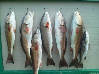 Several silver fish with red markings hang vertically on a pale green wall.