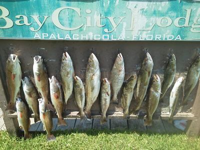 Several fish hanging on a Bay City, Apalachicola, Florida sign outdoors