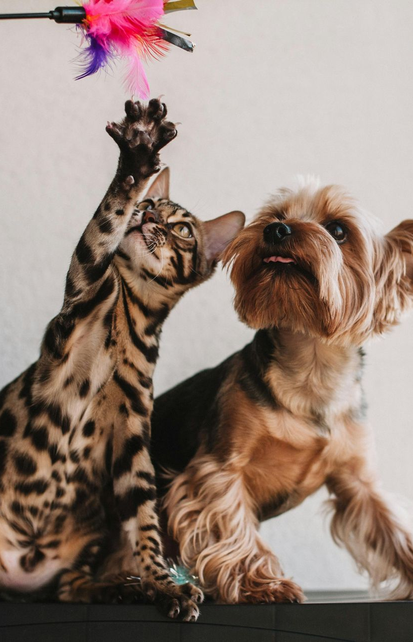 Tabby cat and shaggy dog reaching for a colorful feather toy indoors