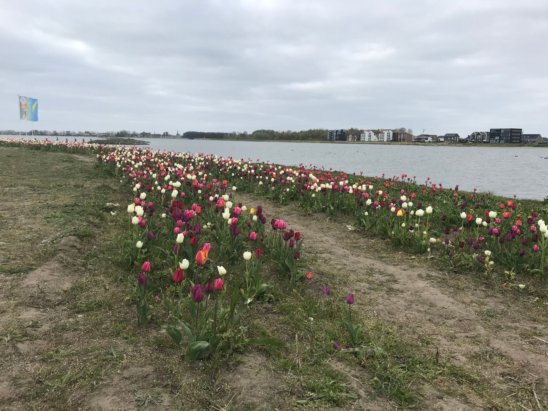 Rijen kleurrijke tulpen bloeien langs een waterpartij onder een bewolkte hemel.