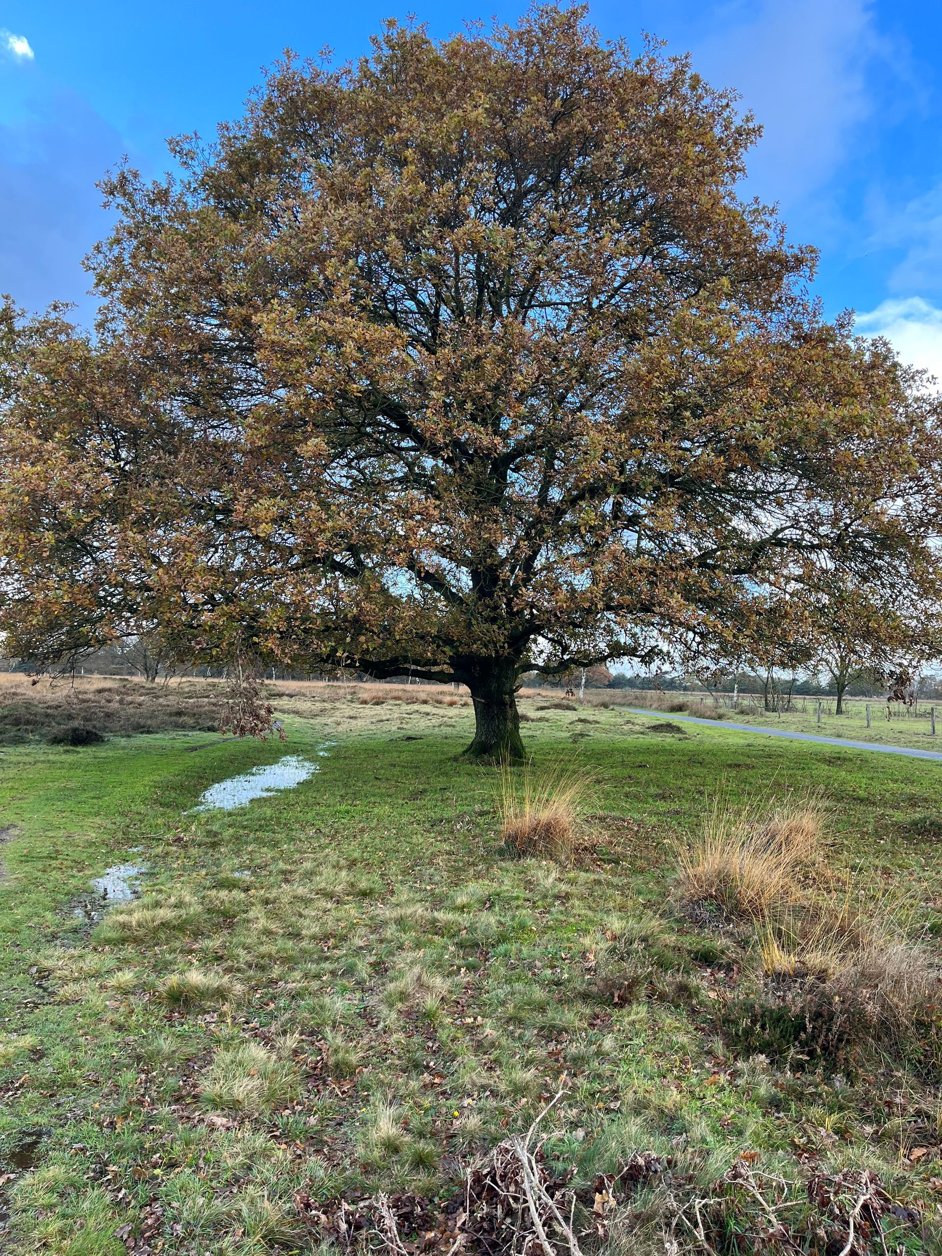 Een eikenboom met bruine bladeren staat op een grasheuvel onder een blauwe hemel.