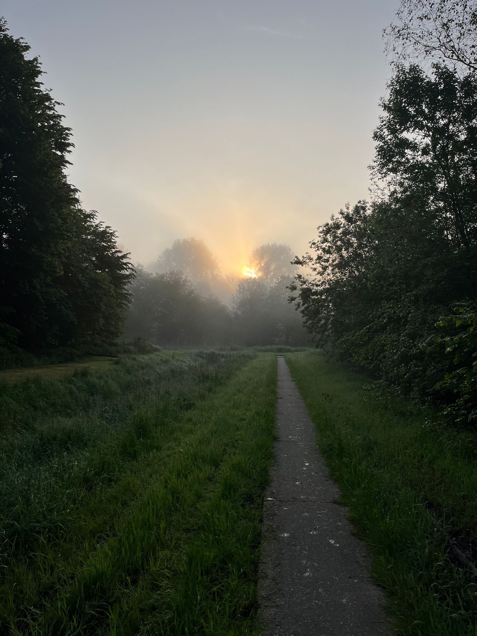 Een pad door een mistige weide, de zon die door de bomen heen schijnt. Groen gras en zacht licht.