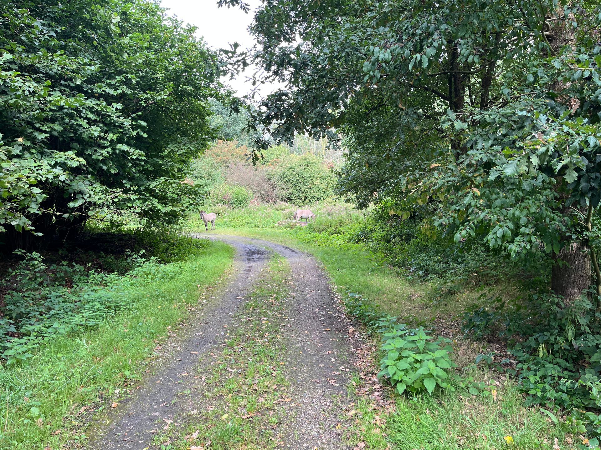 Een grindpad slingert zich door weelderig groene bomen en struiken in een bosrijk gebied.