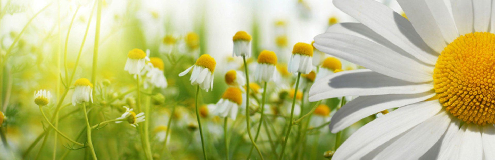 Cleaner, Greener Environments