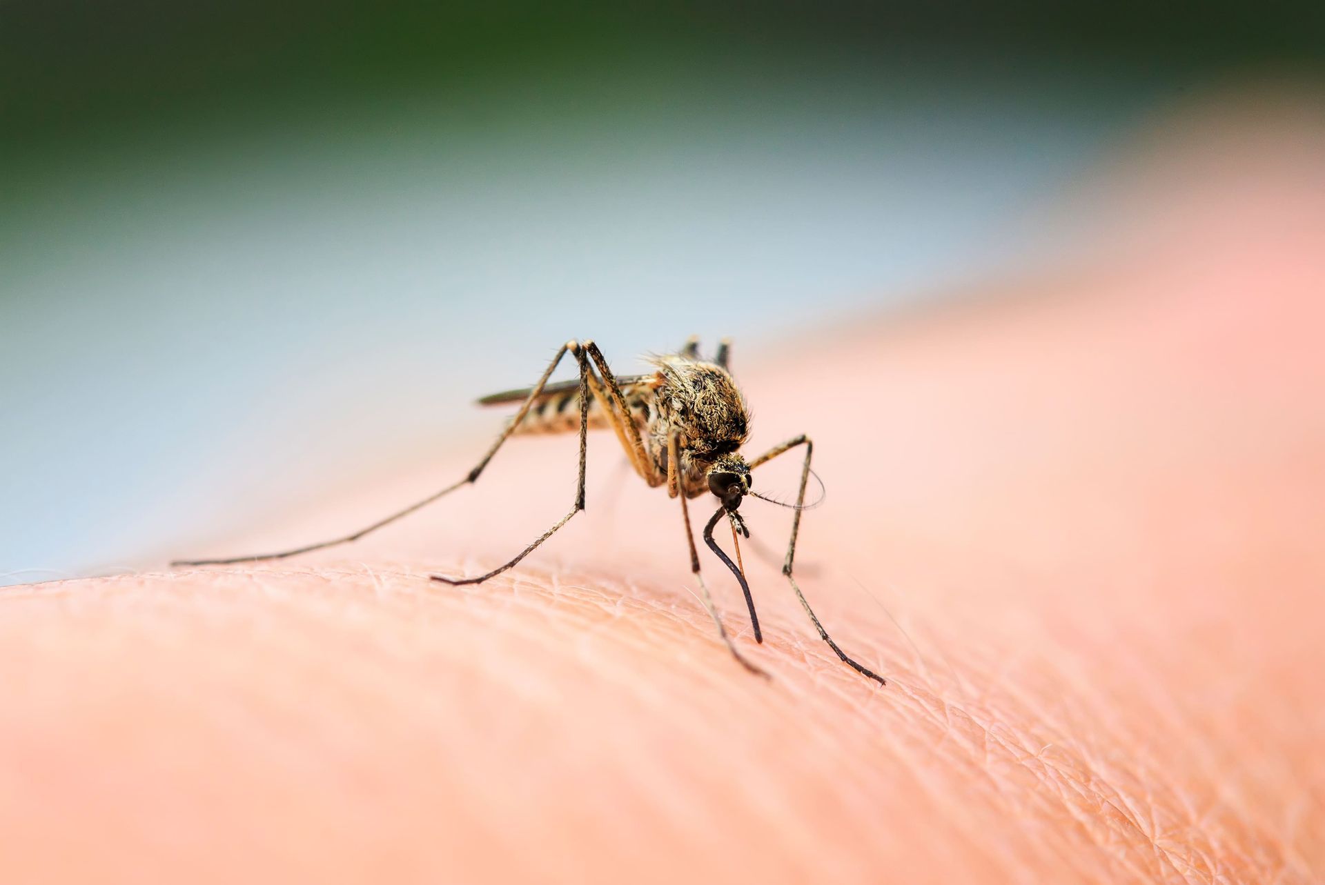 Um mosquito está picando o braço de uma pessoa.