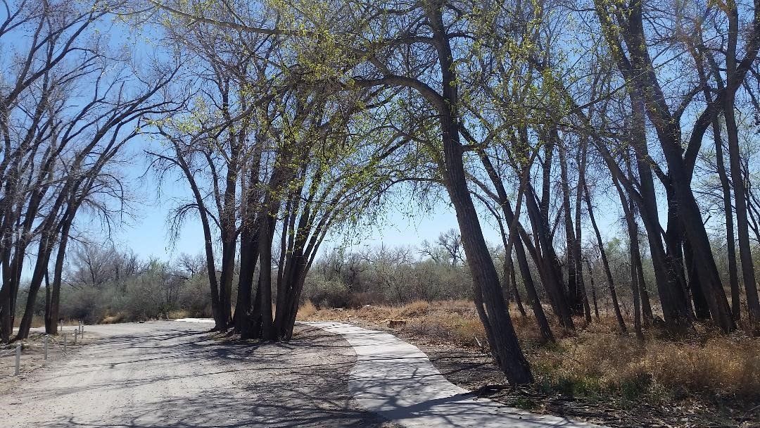 a dirt road going through a forest with trees at Aztec, New Mexico