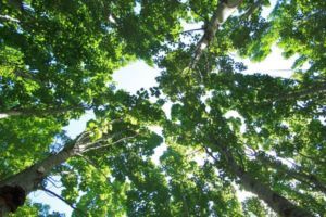 looking up at a poplar tree with lots of leaves on a sunny day .
