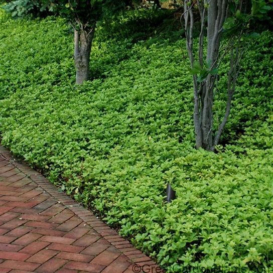 A brick walkway surrounded by green plants and trees