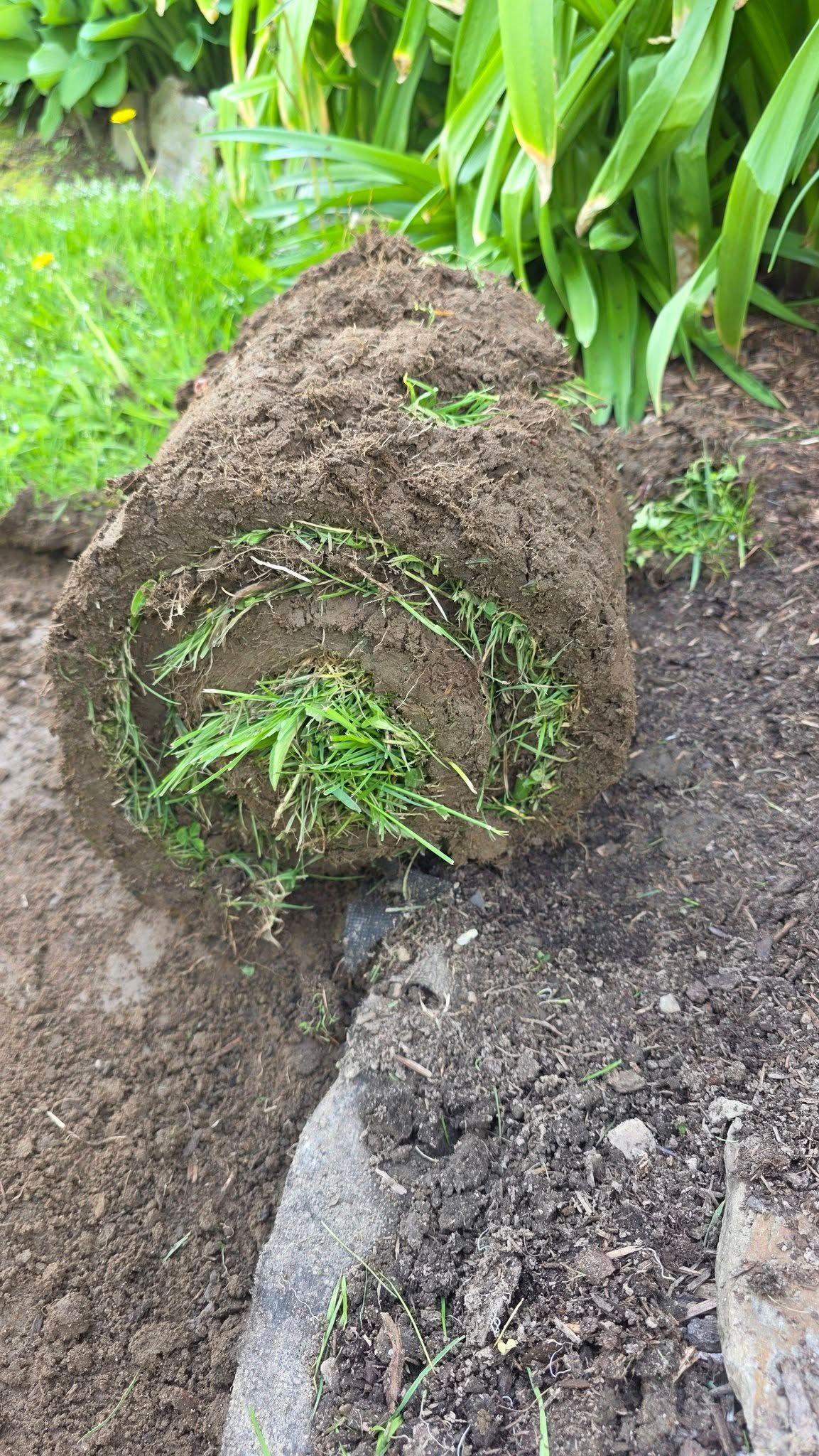 Upturned tree stump with exposed roots beside a garden bed and green plants