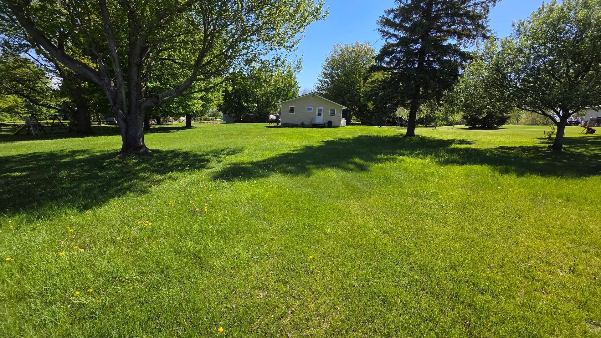 Sunny grassy yard with large trees and a small white house in the background