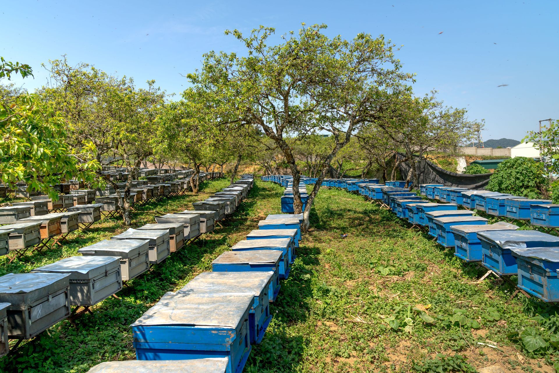 Texas Apiary