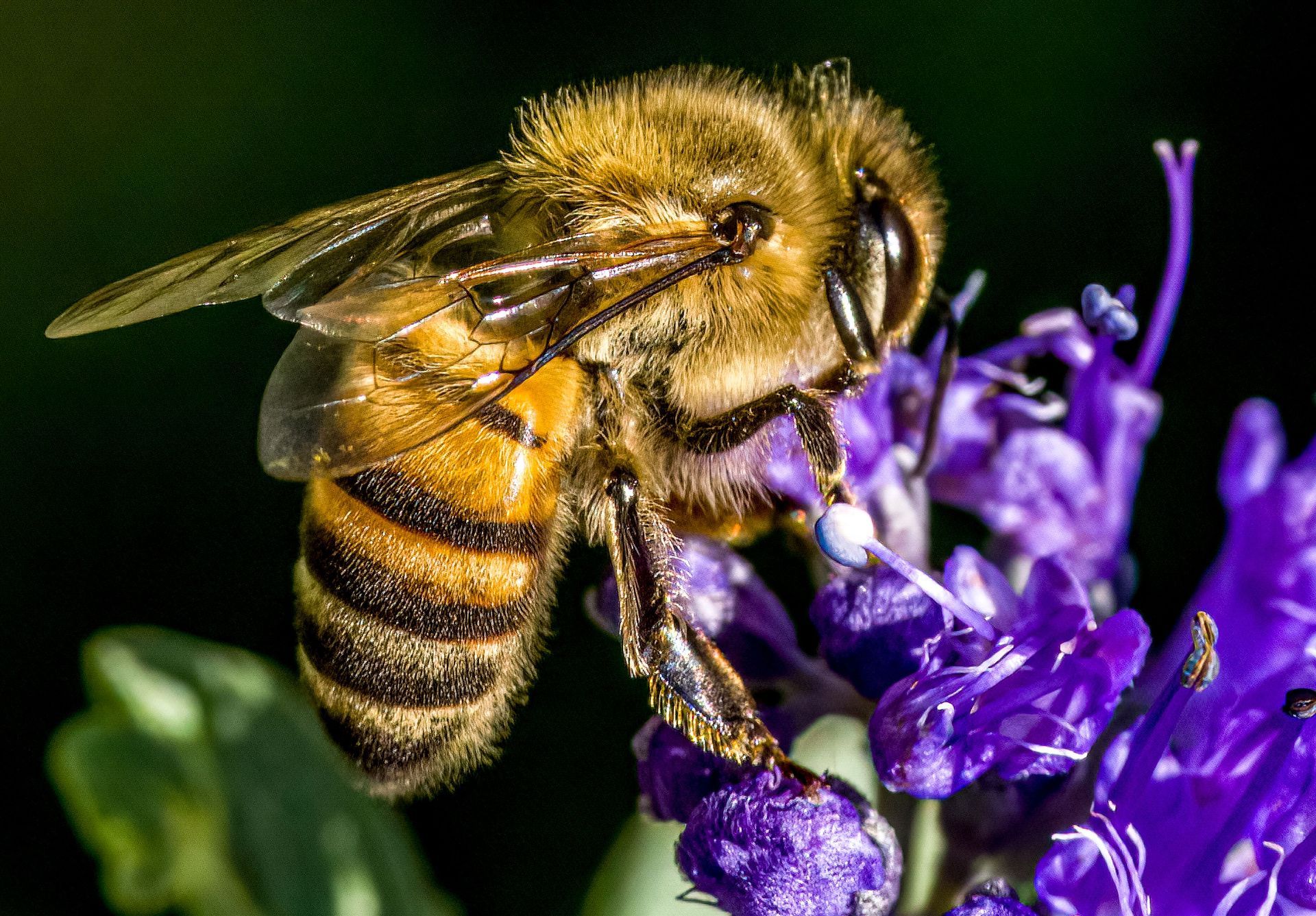 Honey bee pollinator