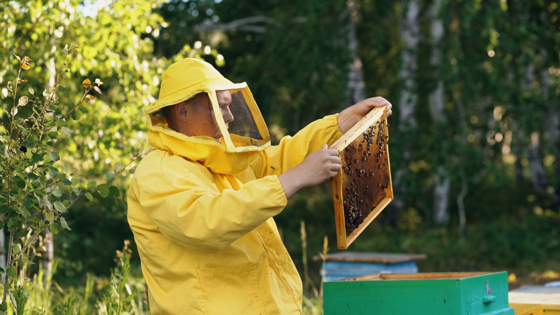 Professional Beekeeper