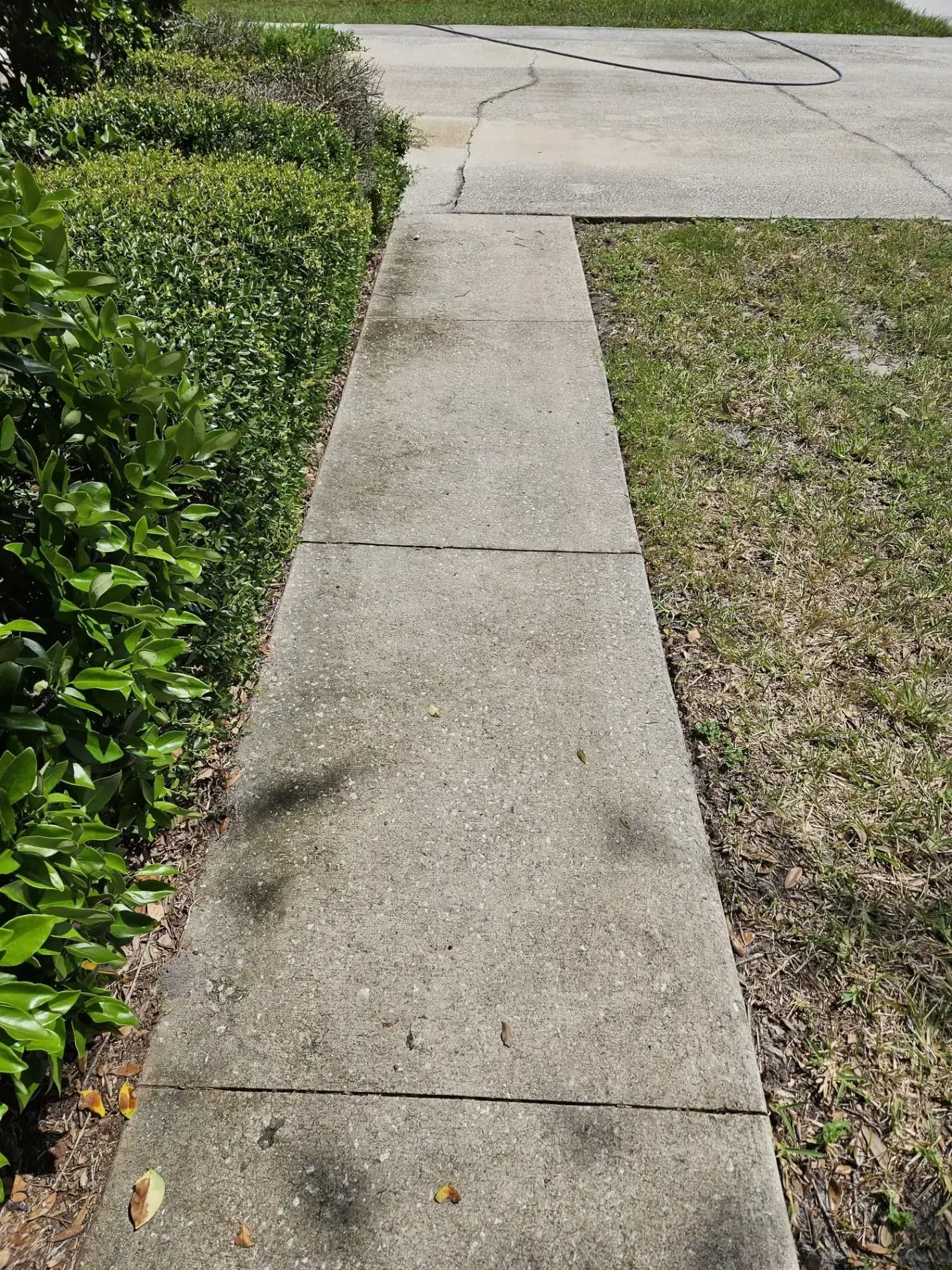 Concrete sidewalk beside green hedges leading to a paved road.