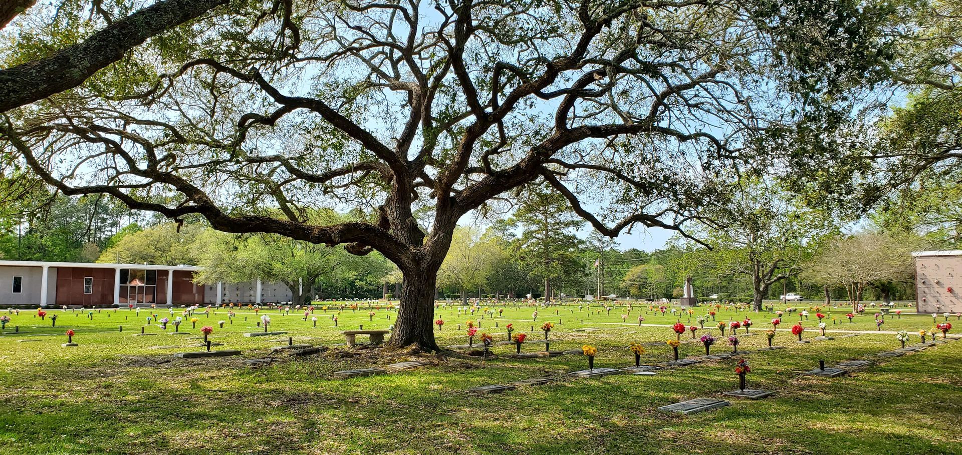 Large tree in a grassy field with scattered flowers and small buildings in the background