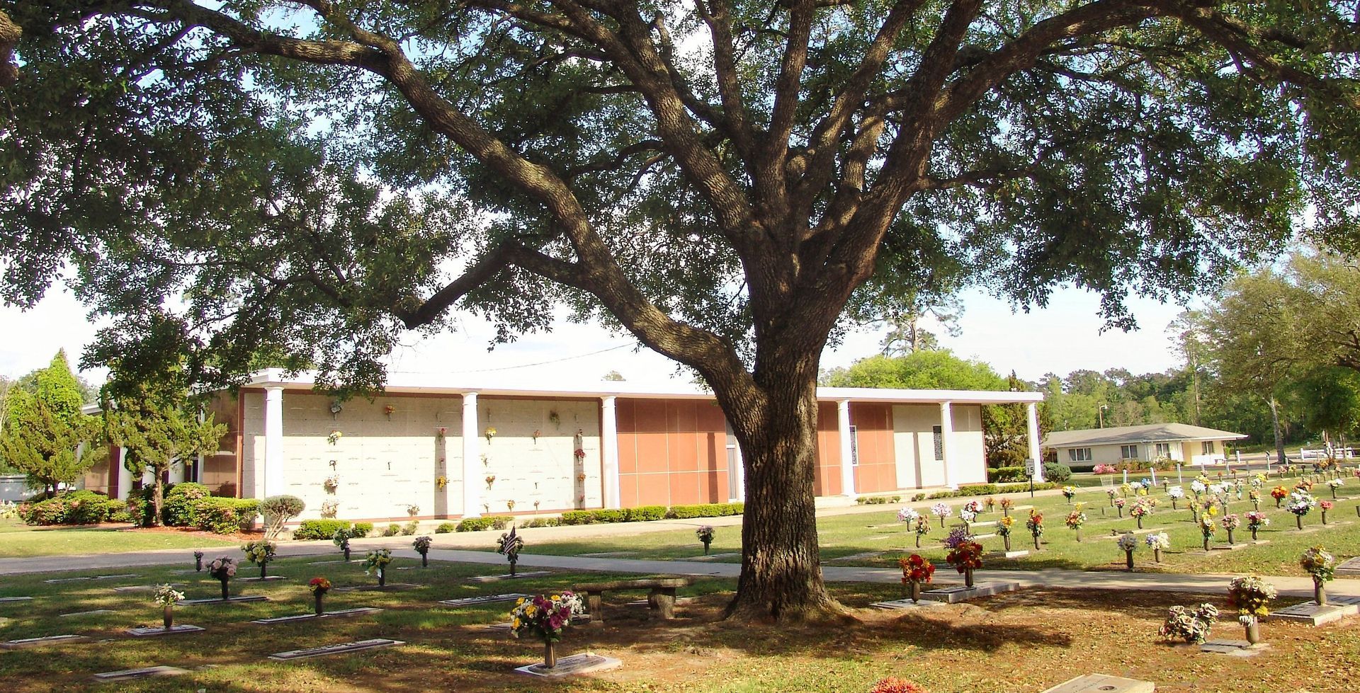 Single-story building under a large tree, with chickens scattered across a sunlit yard
