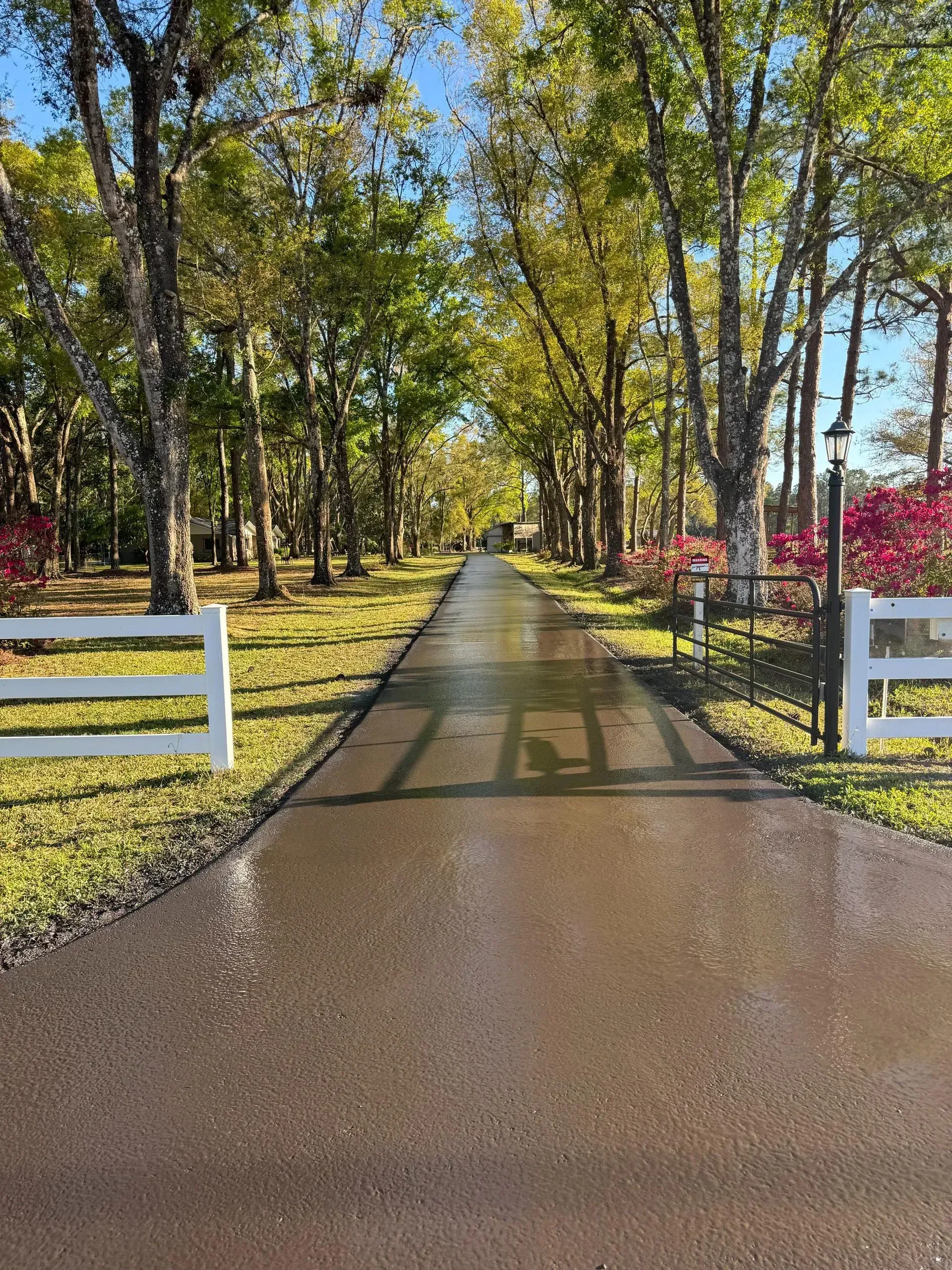 Tree-lined driveway with white fences and pink flowers, leading into a sunny wooded area.