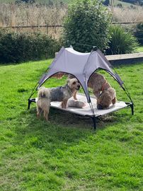 Let your fury friends have fun while you are away for the day. Great way to socialize and use their energy