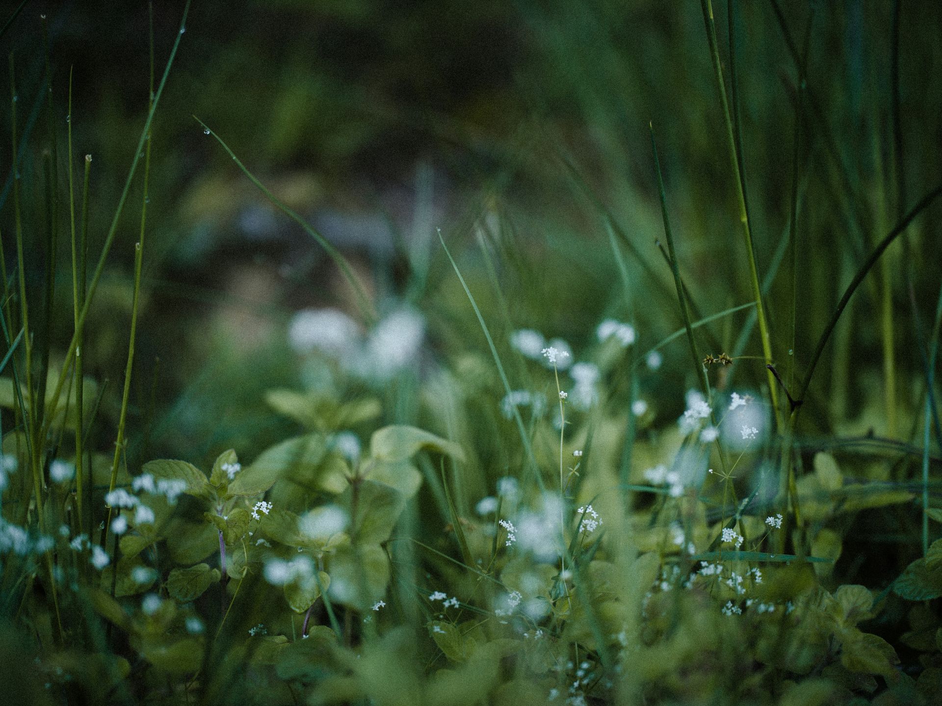 Close-up of green grass and small white flowers with blurred background, possibly a forest or meadow.