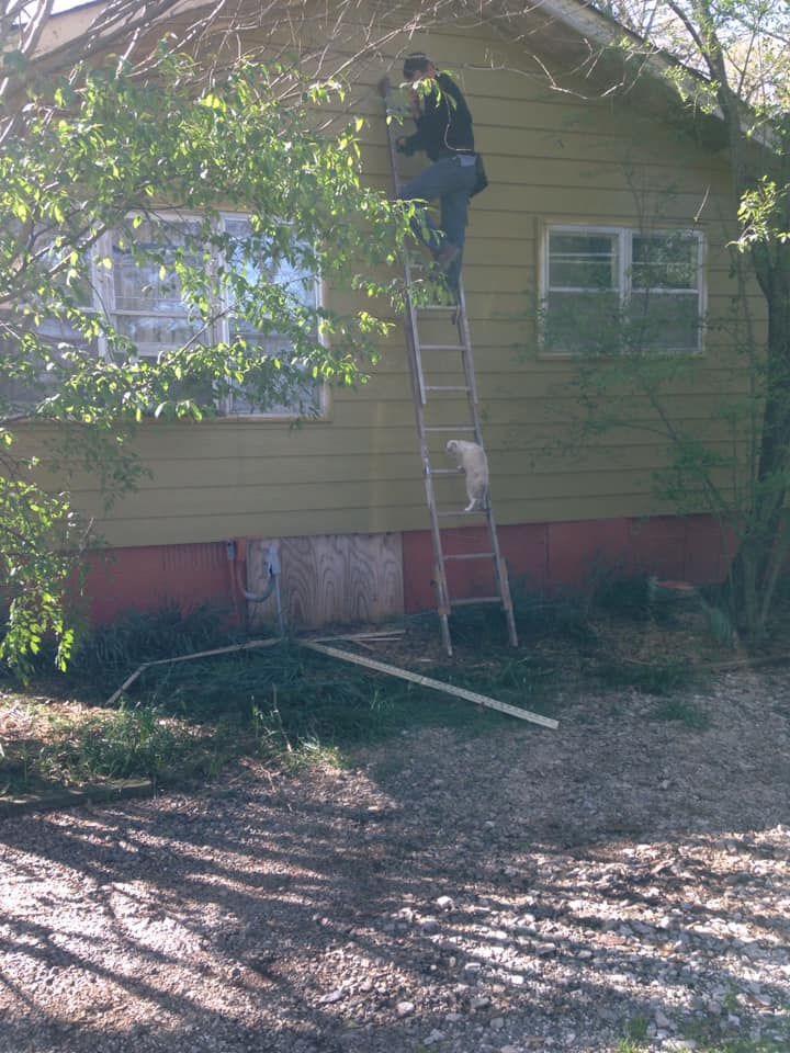 A person on a tall ladder reaches toward the roof of a yellow house, while a small white dog stands on a ladder rung.