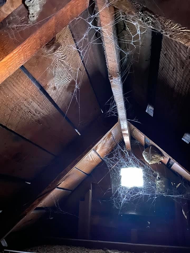 A dark attic interior with wooden rafters covered in thick, extensive spiderwebs illuminated by a small, bright vent.