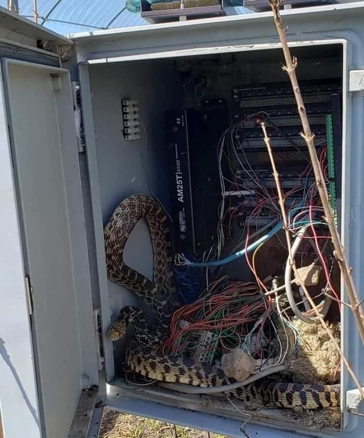 A large, patterned snake coiled inside an open electrical utility box among wires and technical equipment.