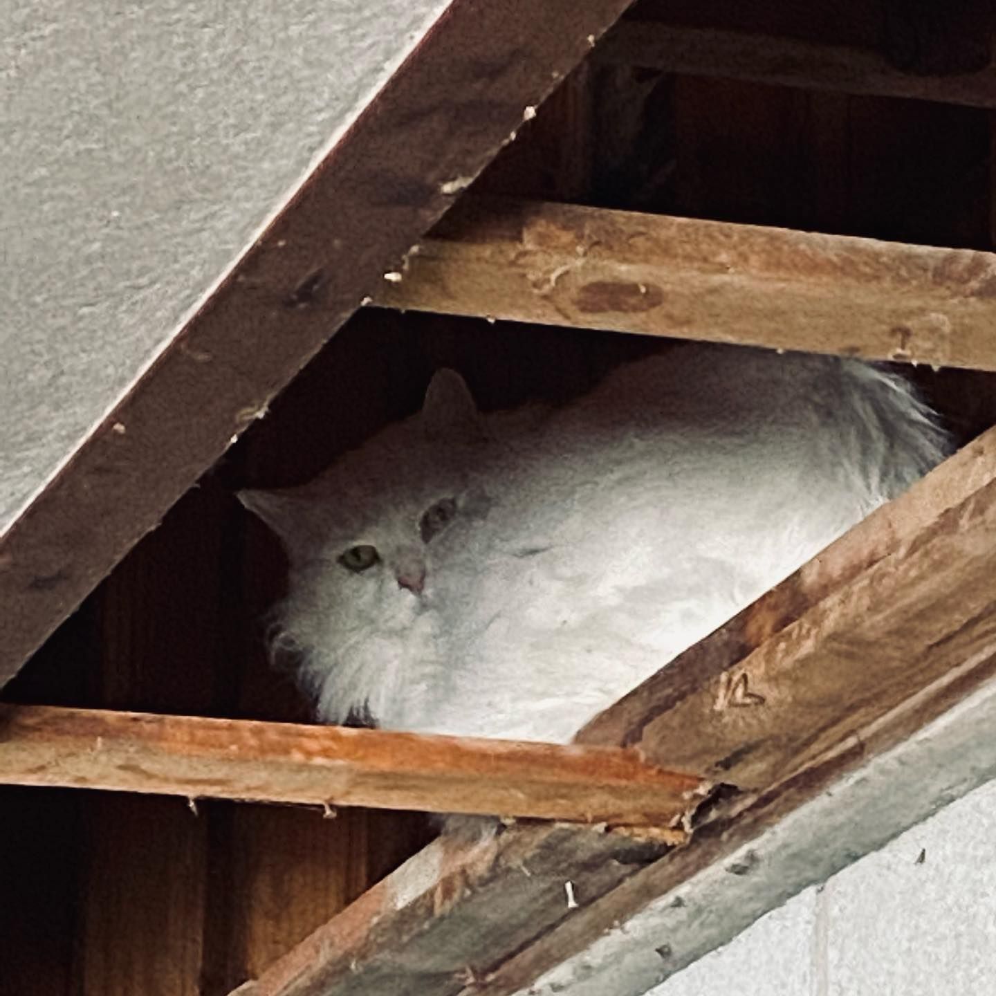 A fluffy white cat looking at the camera while resting in the wooden rafters of an unfinished structure.