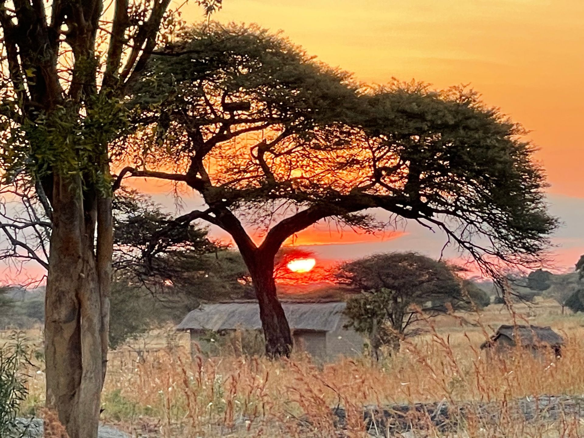 The sun is setting behind a tree in the middle of a field.