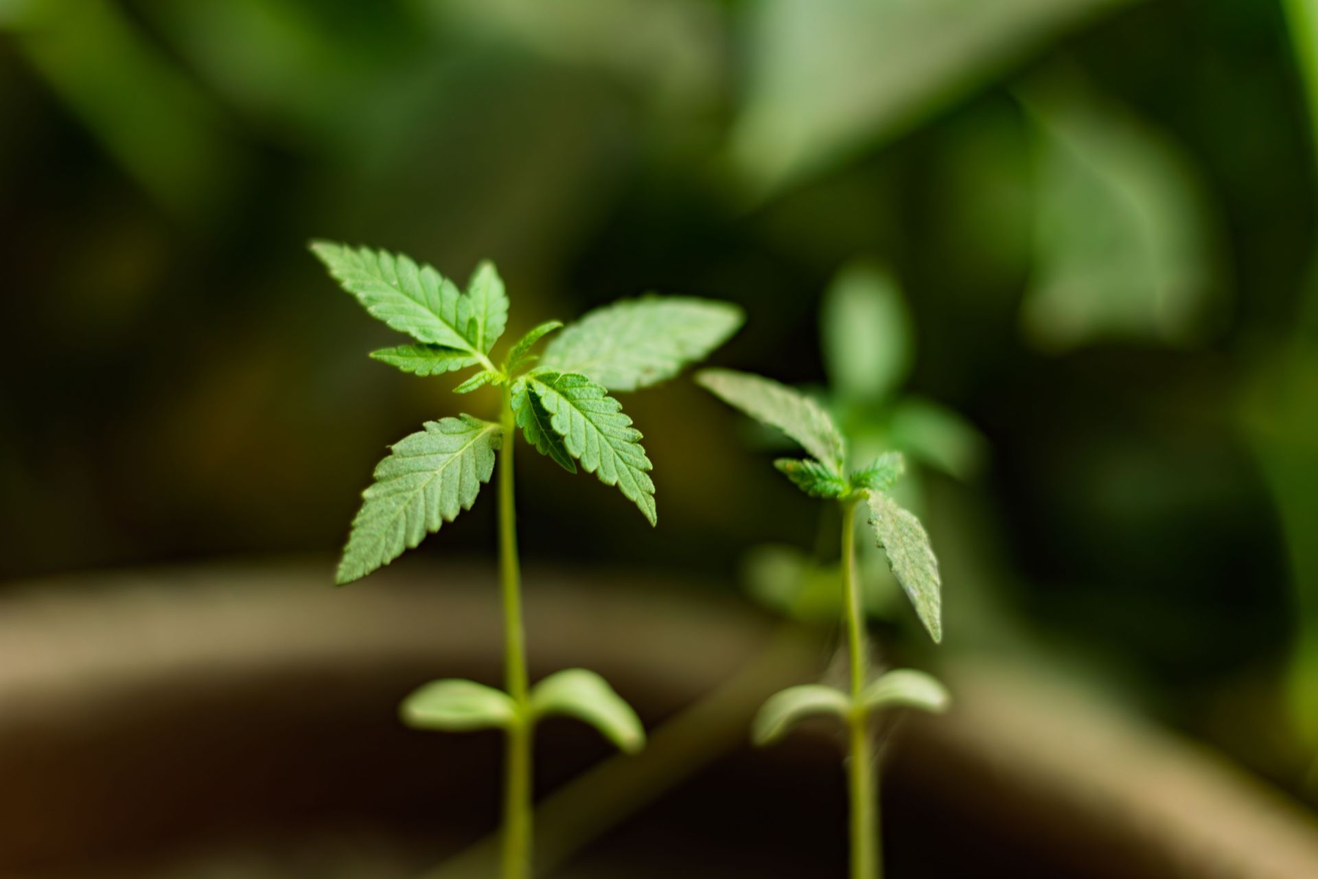 Cannabis-Anbauerlaubnis nach dem KCanG – erfolgreicher Erlaubnisantrag der KANZLEI 441