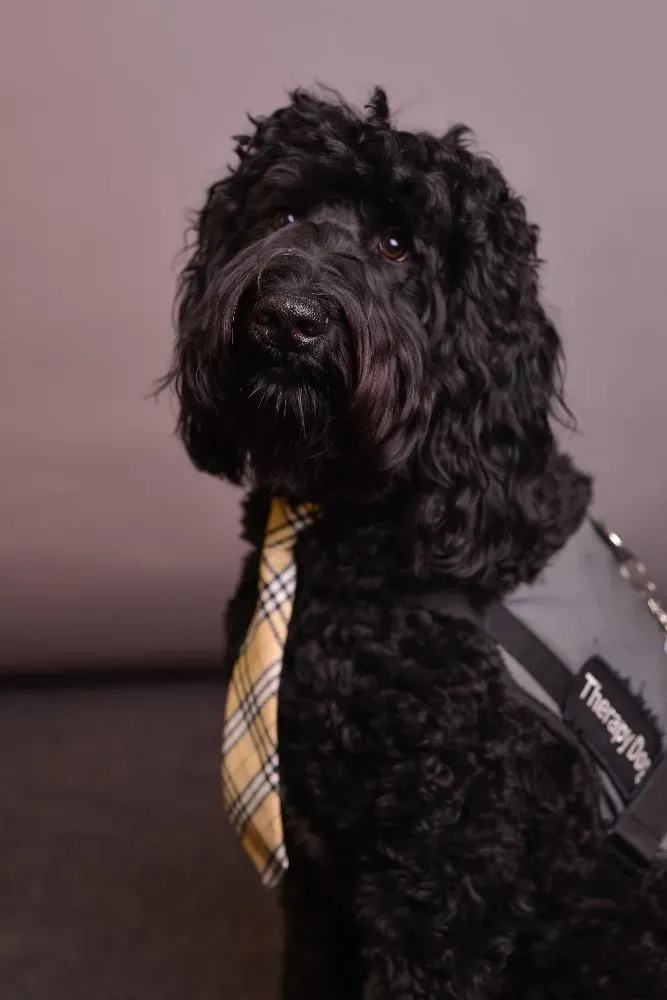 Andy-Therapy Dog