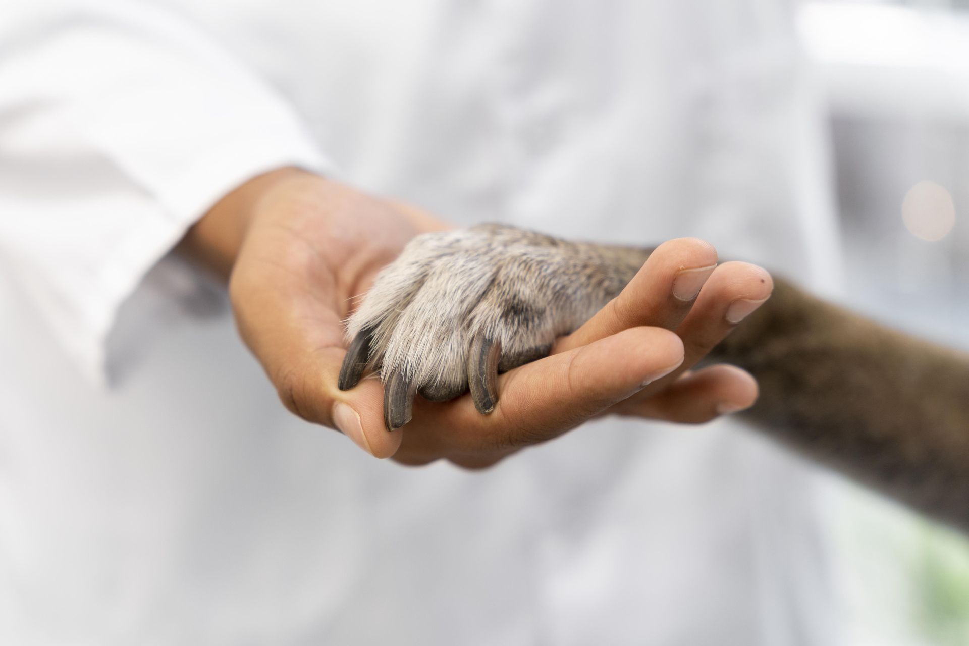Razas Centro Veterinario Sucursal Terrón