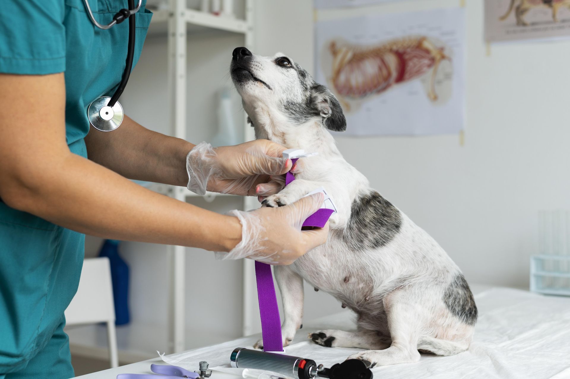 Razas Centro Veterinario Sucursal Terrón