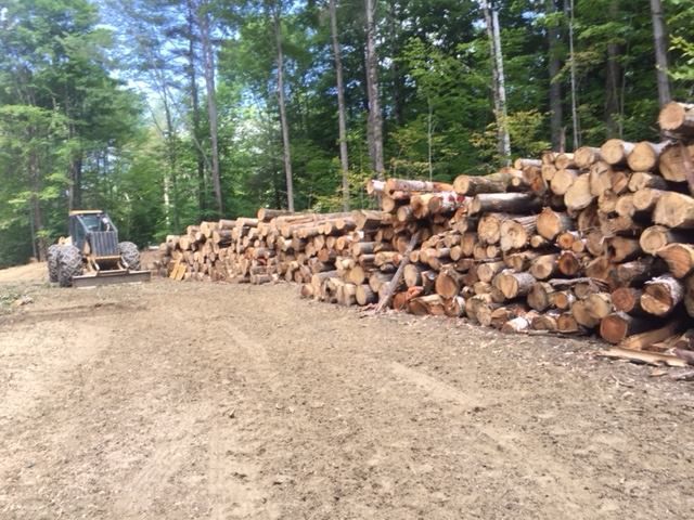A pile of logs is sitting on the ground in the middle of a forest.
