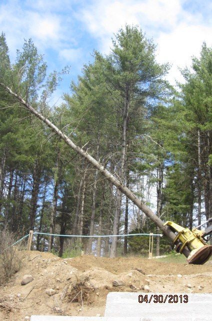 A tree is being cut down in the woods on april 30 2013