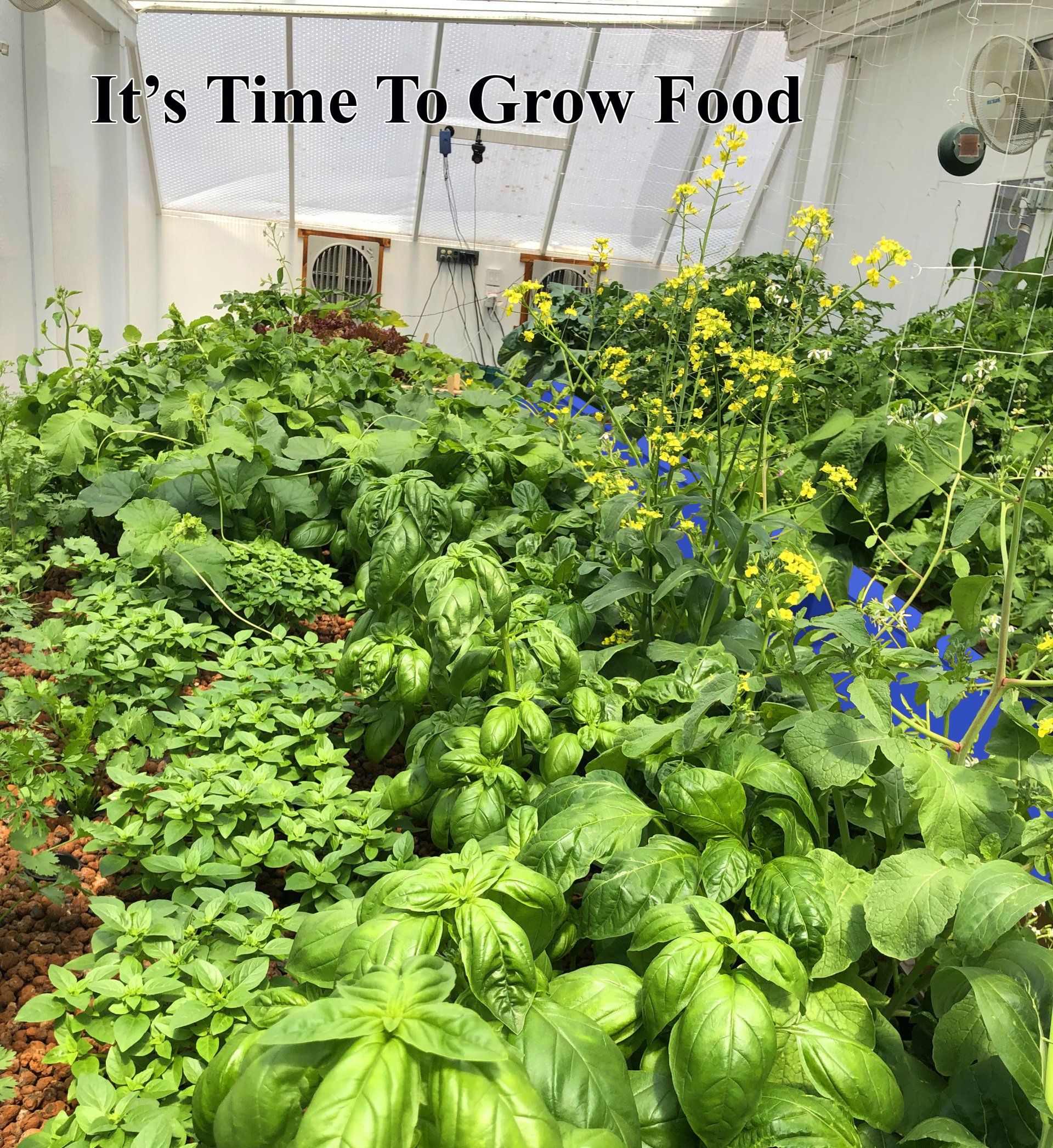 Greenhouse with lush, thriving plants. Text reads