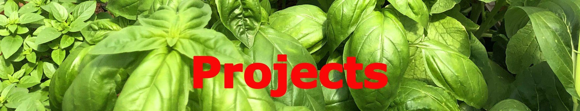 Green basil plant with red text that says “Projects.”