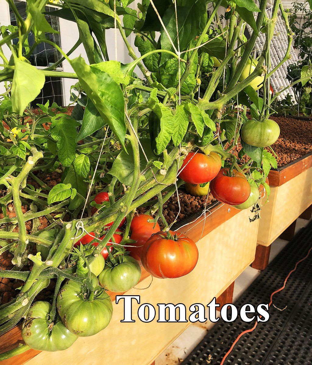 Tomato plants with ripe red and unripe green tomatoes in a raised bed.
