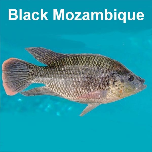 Black Mozambique fish, gray scales, pink tail, blue background.