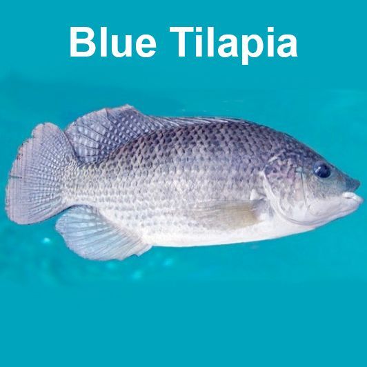 Blue tilapia fish, bluish-gray body, fins extended, against a blue background.