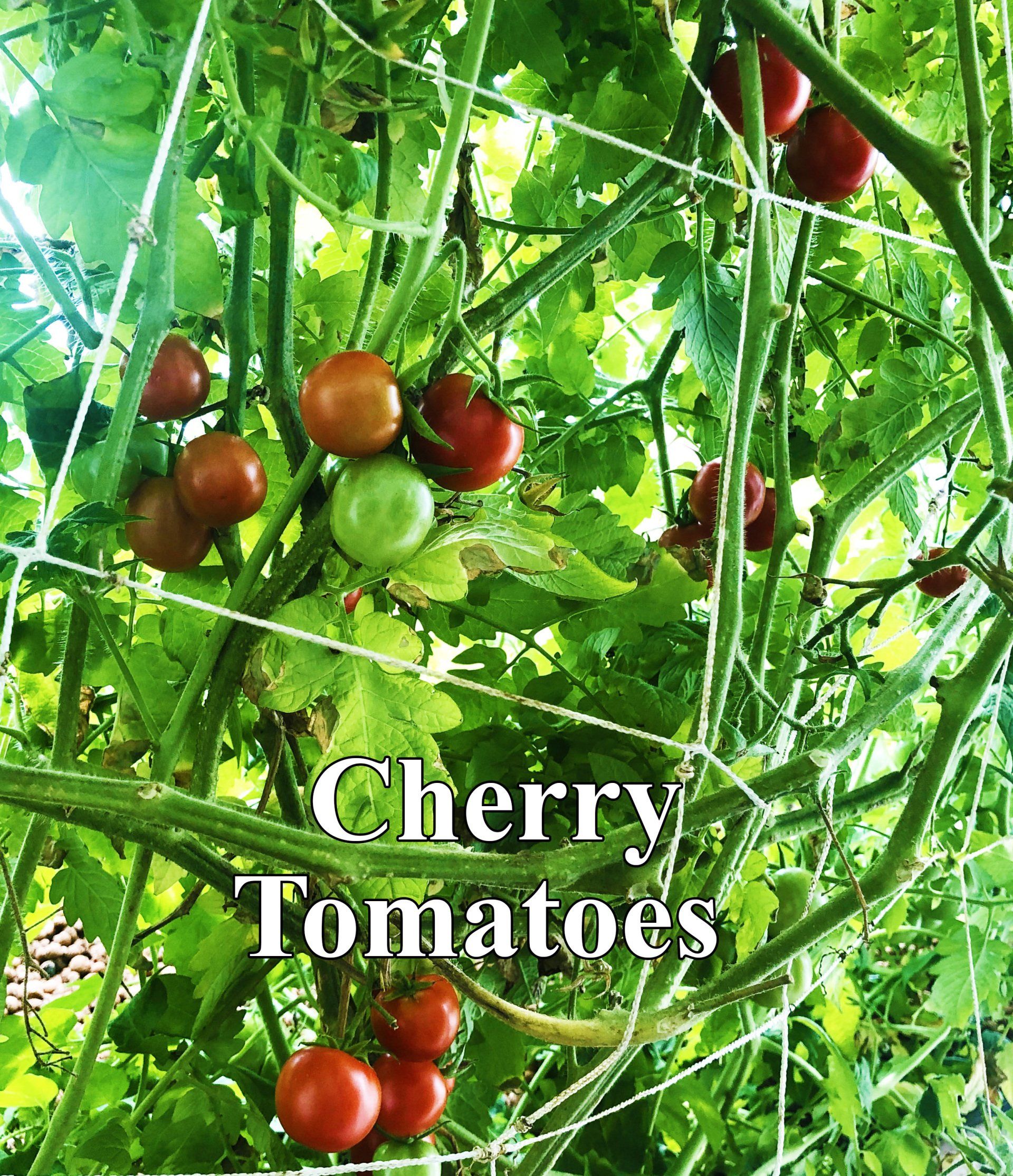 Cherry tomatoes growing on a trellis; some are green, others red and ripe.