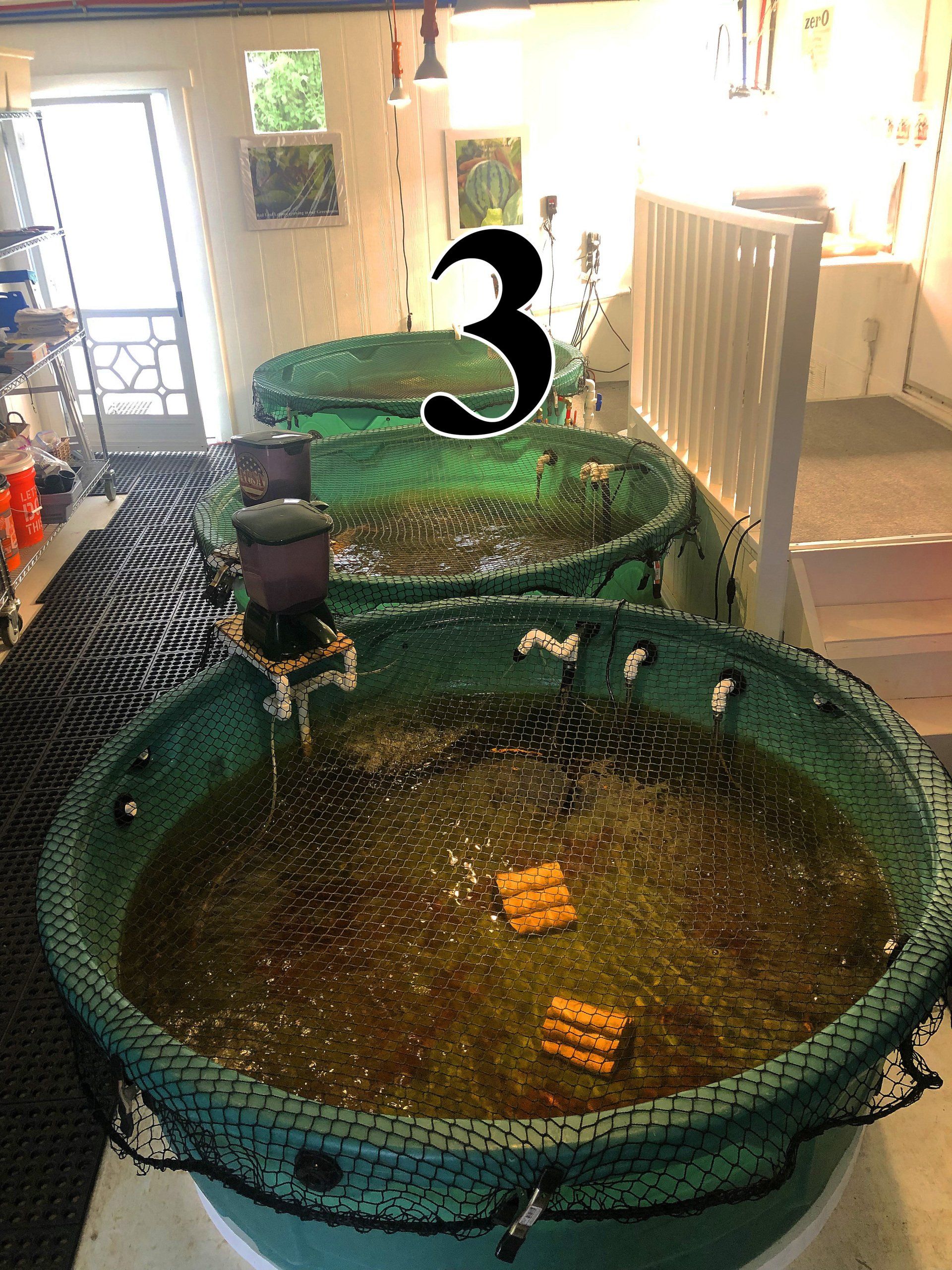 Three round, green tanks filled with murky water. Number 3 on the central tank. Setting is a garage or indoor space.