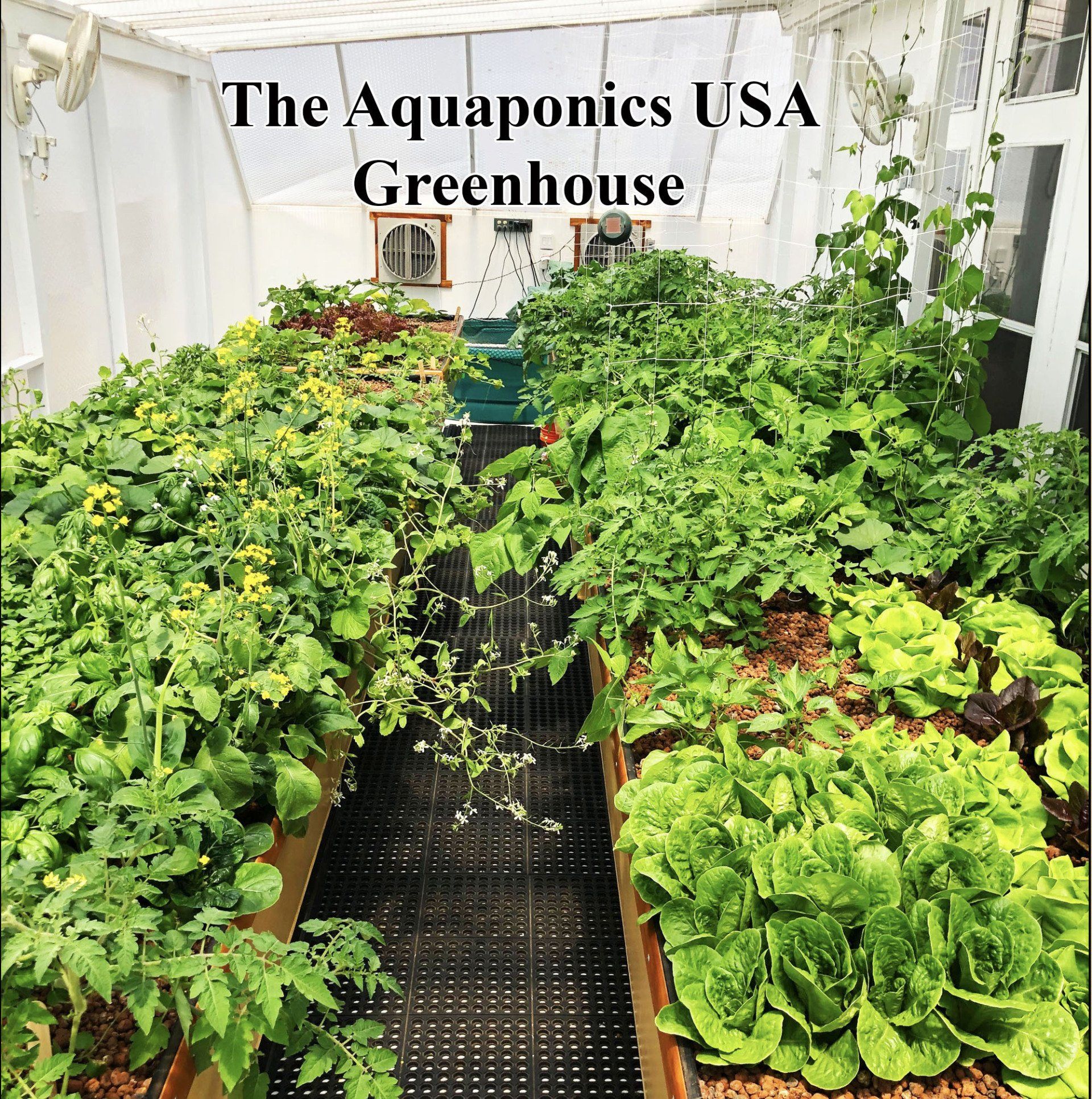Greenhouse filled with thriving plants; aquaponics system.