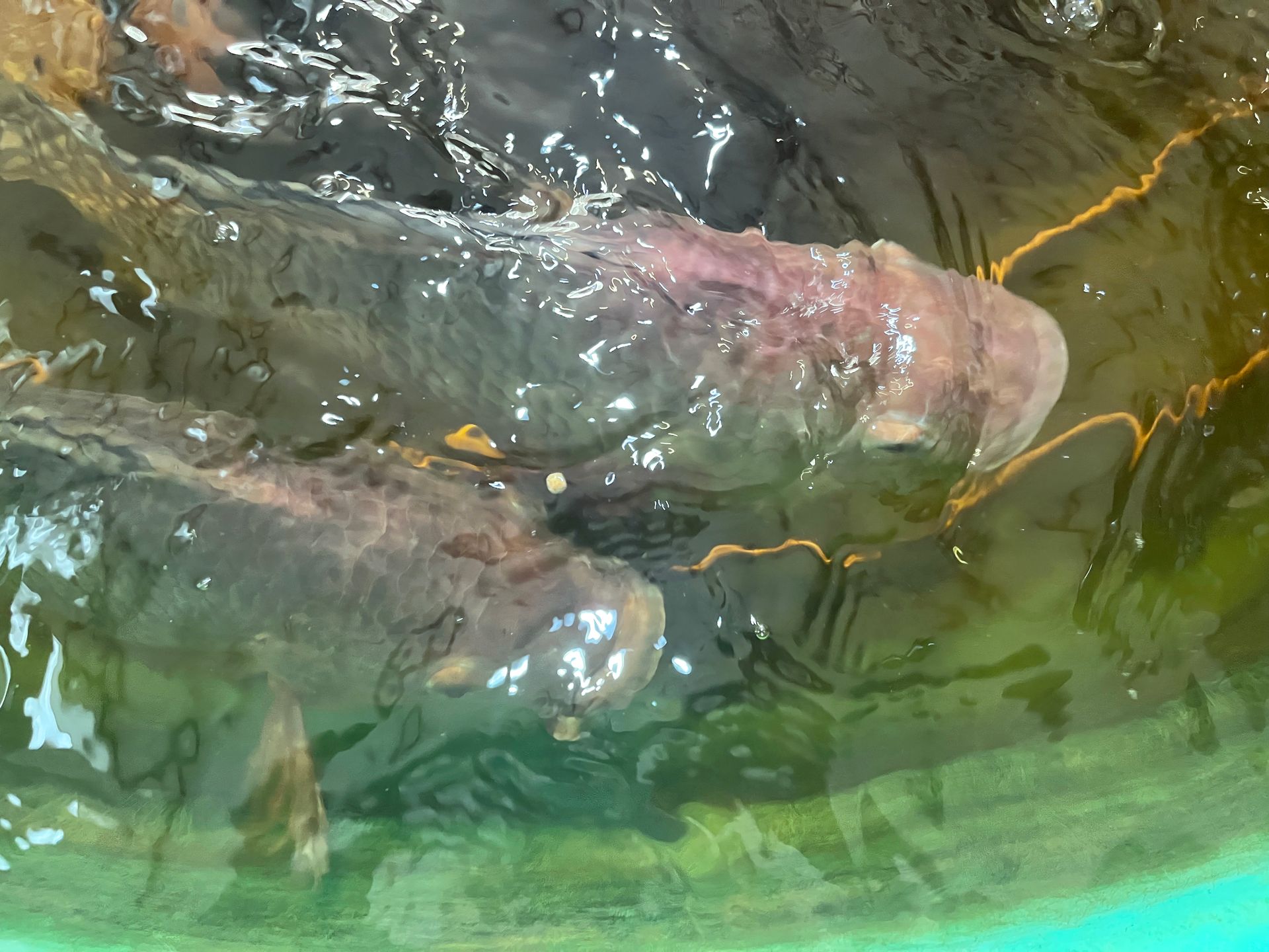 Fish in murky water, visible gills, close-up.