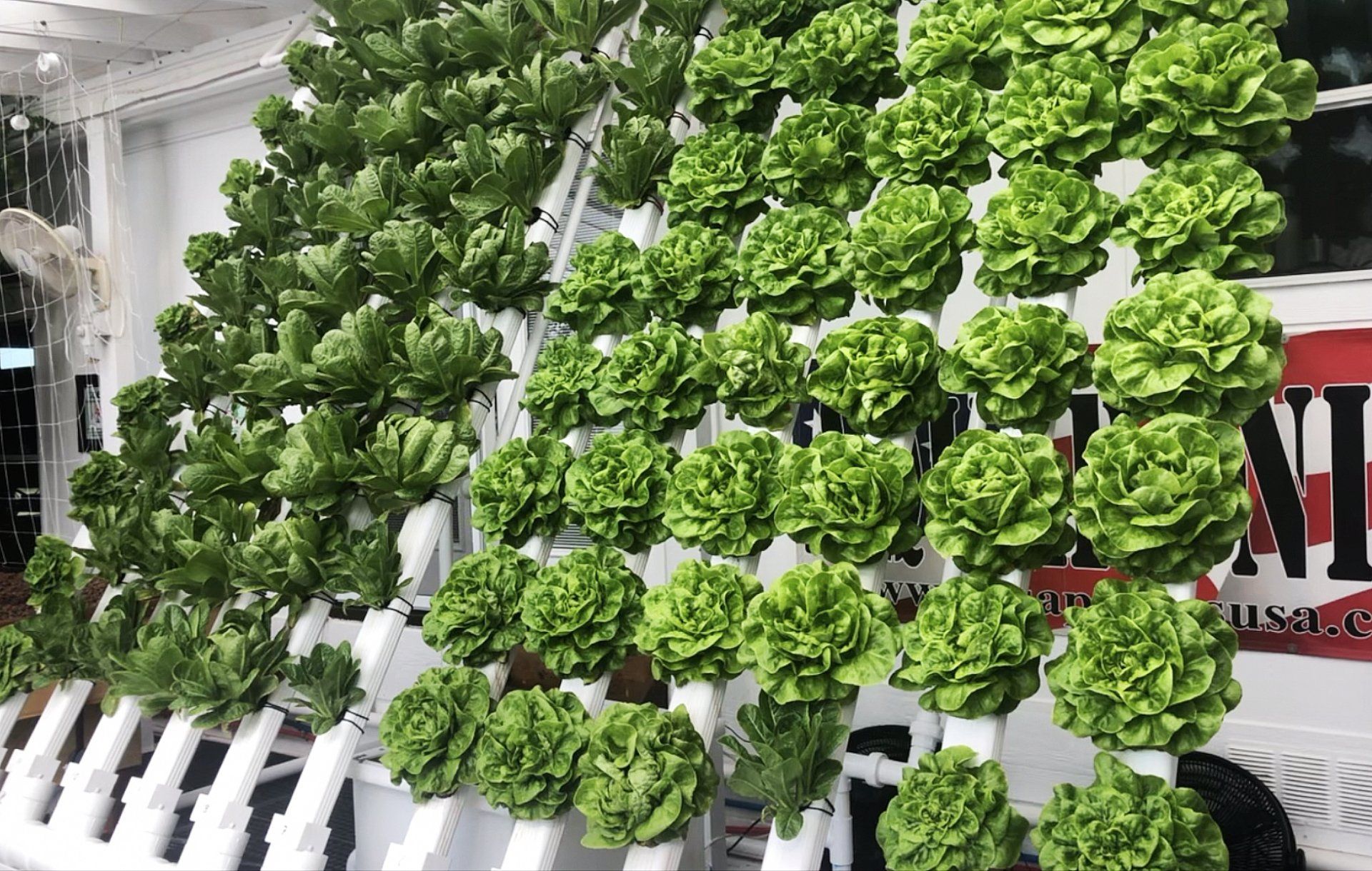 Vertical hydroponic garden of lettuce growing in white tubes.