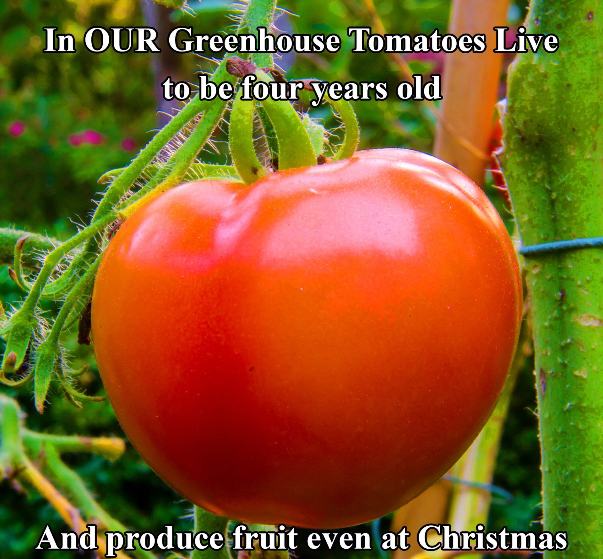 Close-up of a ripe red tomato growing on a vine with text about greenhouse tomatoes.